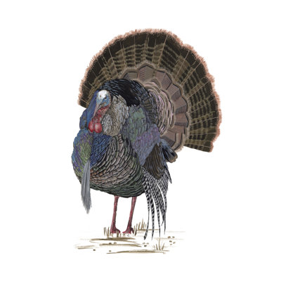 Turkey Study II - Painting