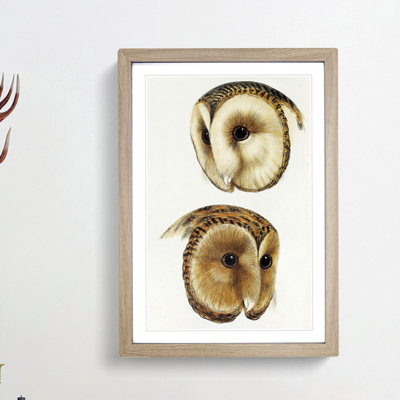 Two Owls by John Gould - Picture Frame Painting Print