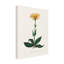 Art sur toile, botanique, botanique, John Stephenson-103100429