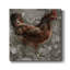 Poule rouge - Toile tendue avec châssis de qualité supérieure - prête à être accrochée