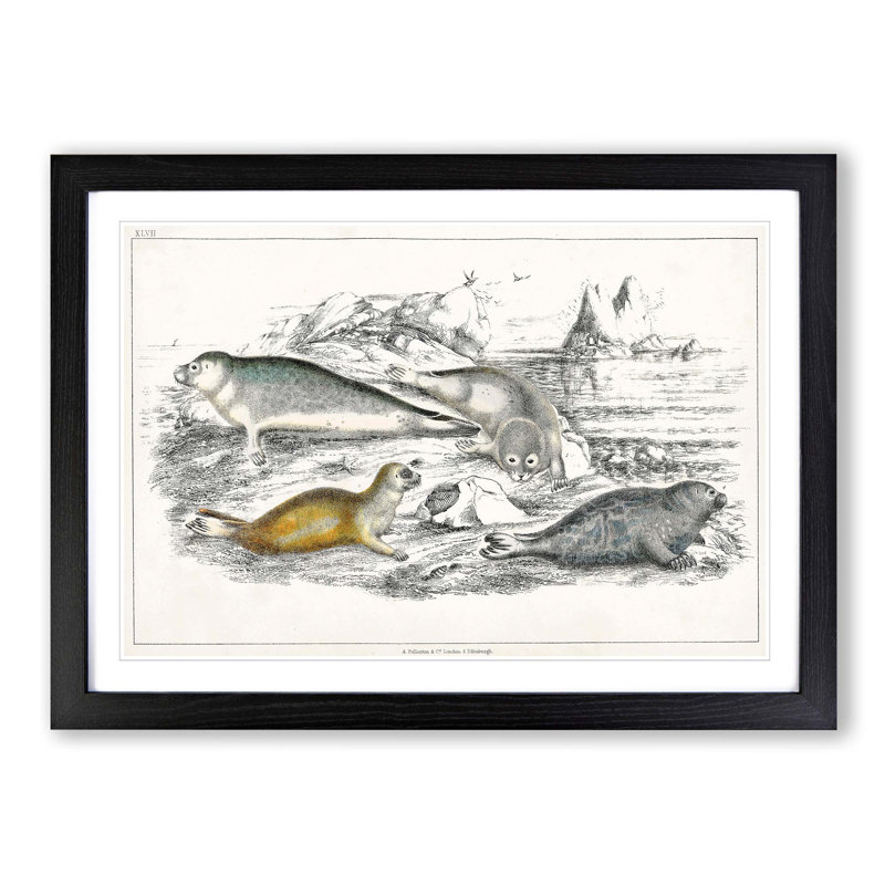 Various Seals XLVII by Oliver Goldsmith - Picture Frame Painting Print, 27cm H x 36cm W x 2cm D, Black Framed