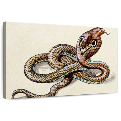 Cobra indien Brampt