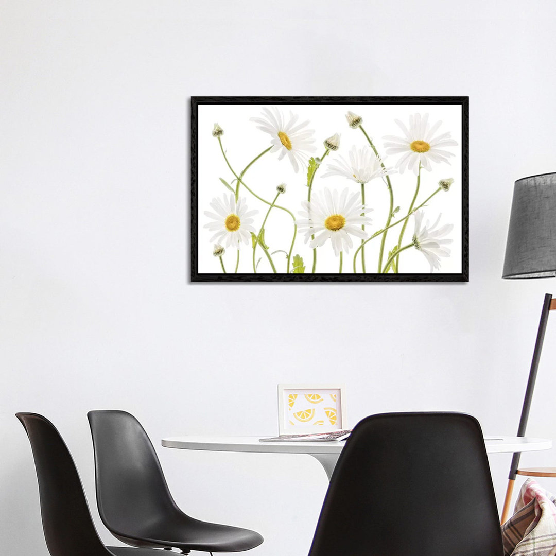 Ox Eye Daisies by Mandy Disher - Print on Canvas