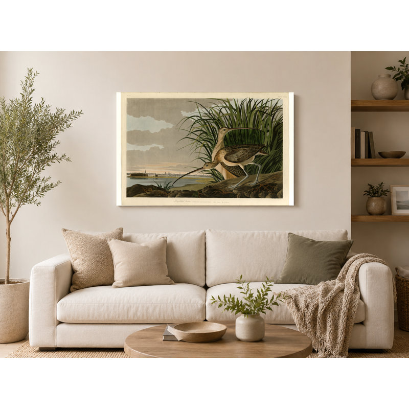 Courlis à long bec (plaque CCXXXI, 1834) - art mural sur toile paysage, 18" W x 12" H