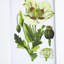 De 4 accessoires muraux de fleurs, 20 po x 28 po, décoration intérieure pour différents espaces, élégance classique, design naturel 4 botaniques, 20 x 28 po, dans diverses pièces, apparence élégante, thème de la nature