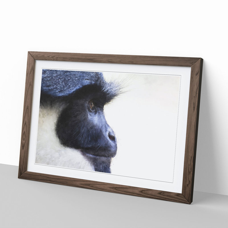 Colobus Monkey - Picture Frame Graphic Art, 27cm H x 36cm W x 2cm D, Walnut Framed