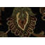 Tapis oriental élégant Elegant Floral Agra 12 x 15