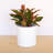 Modern Plastic Indoor/Outdoor Round Planter with Saucer-537849381-537849383