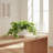 Jenner Faux Ivy Plant in Glass Vase