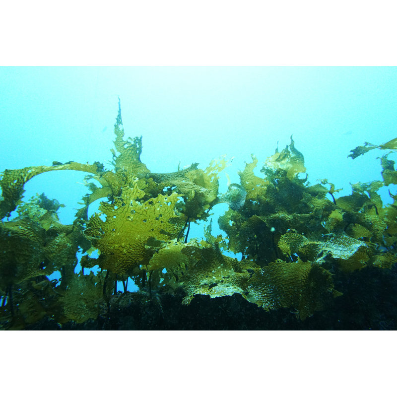 " Wakame Seaweed " by Makolovefish, 30" W x 20" H
