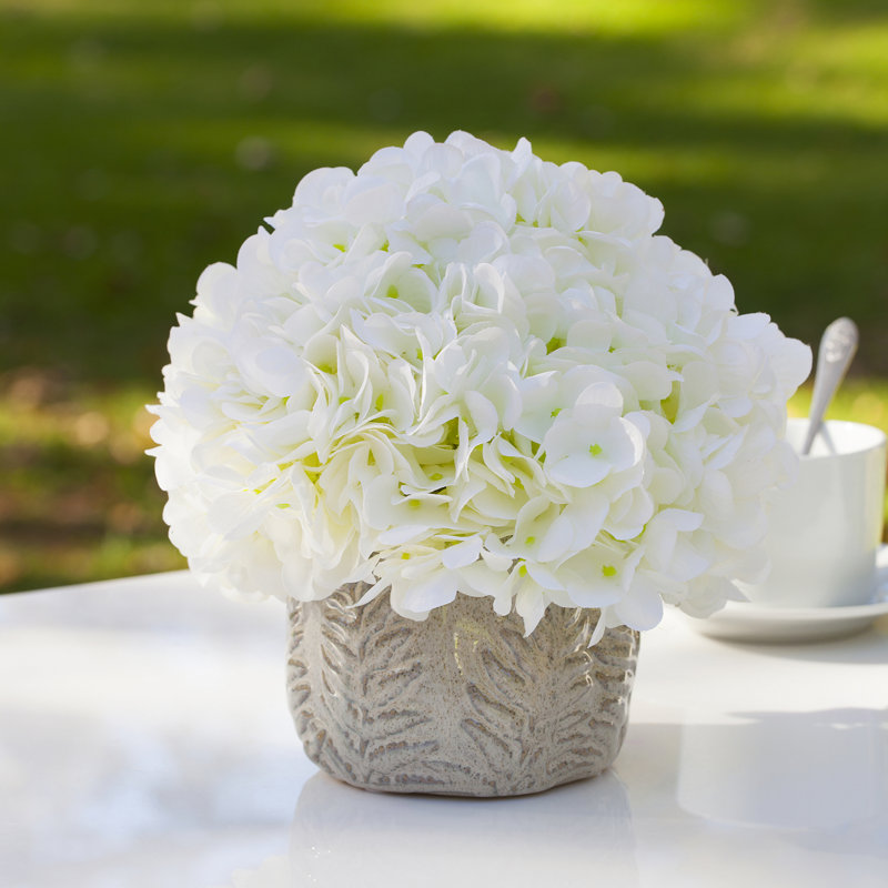 Arrangement floral d'hortensias en pot, Crème