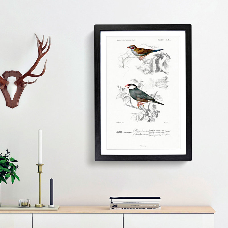 Cordonbleu & Java Sparrow Birds PL. 5A by Charles D' Orbigny - Picture Frame Painting Print, 36cm H x 27cm W x 2cm D