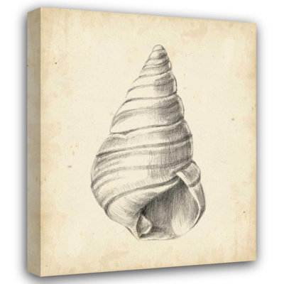 «Dovecove Harper, Ethan Gallery», art sur toile tendue: Antique Shell Study V