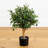 Olive Artificial Tree