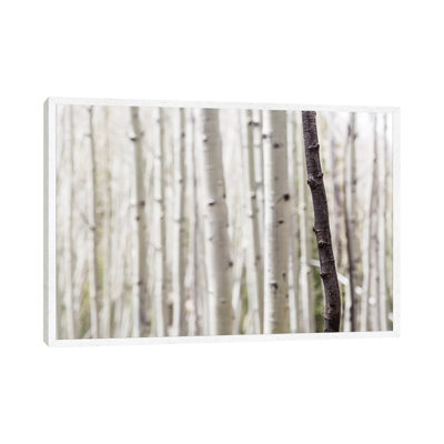 Single Birch Tree Trunk
