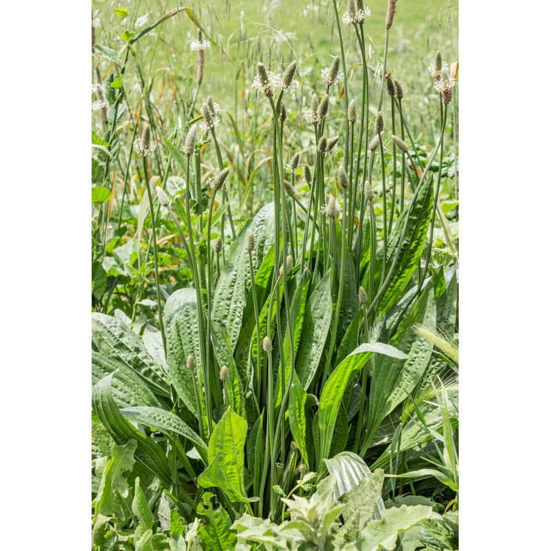 Plantain by Coramueller - Wrapped Canvas Print, 46cm H x 30cm W