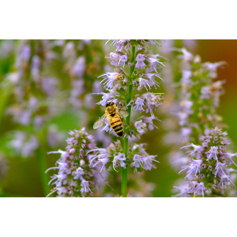 Korean Mint Agastache Rugosa Flower by Mynewturtle - Wrapped Canvas Print, 51cm H x 76cm W