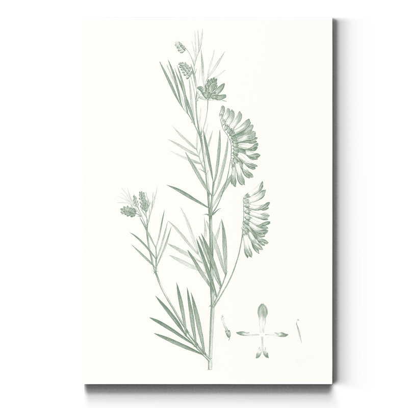 «Botanical Study In Sage IX», reproduction d'art sur toile tendue, H 27 po x l 18 po x P 1 po