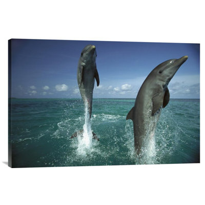 " Bottlenose Dolphin Pair Leaping From Water, Caribbean "