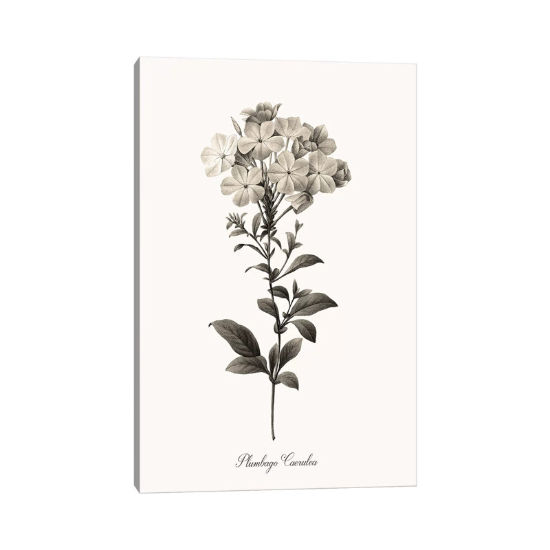 Sketchbook Leadwort by Kelly Donovan - Wrapped Canvas Gallery-Wrapped Canvas Giclée, 30.48cm H x 20.32cm W