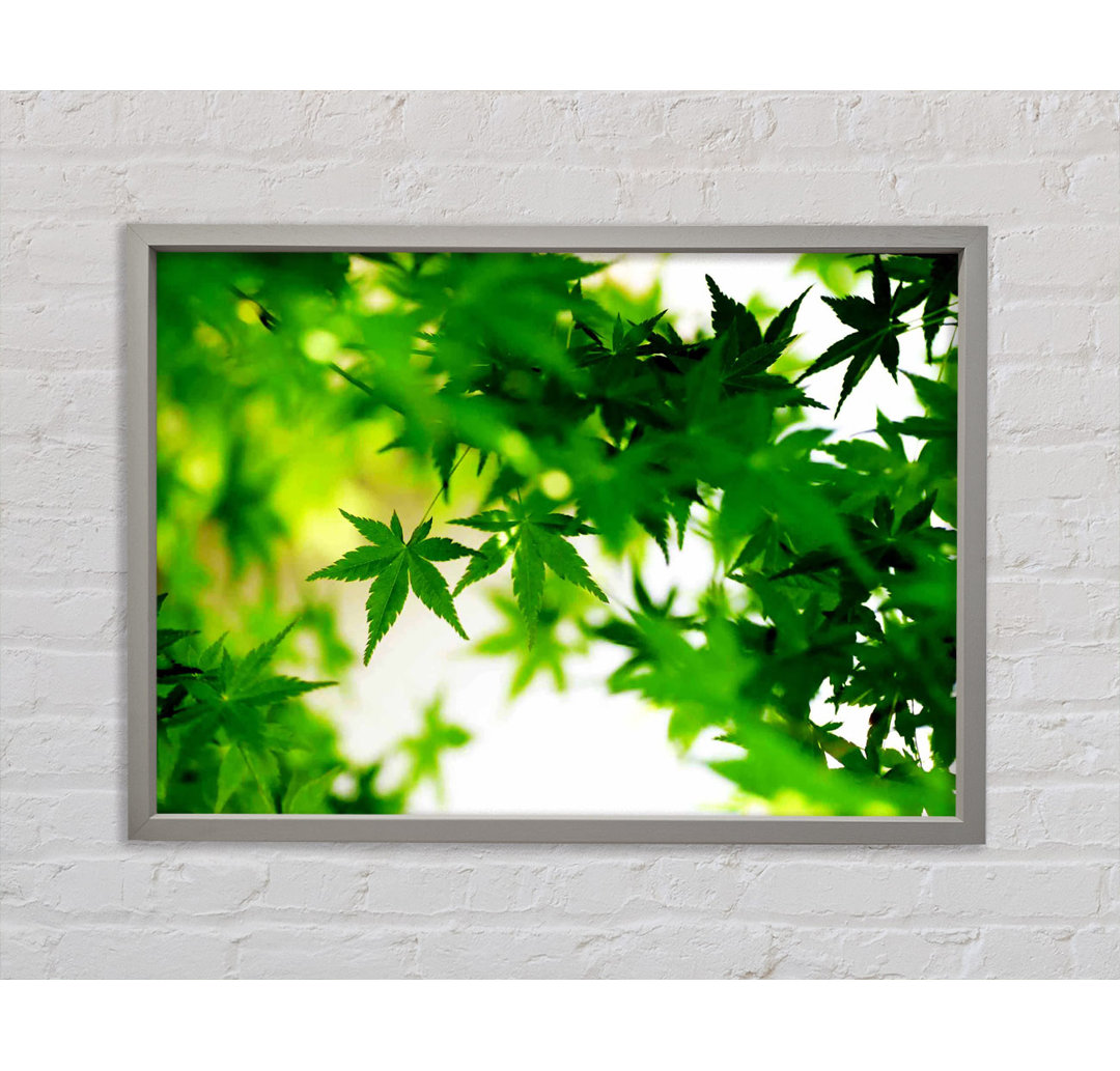 Green Leaves Bathed In Sunlight - Single Picture Frame Kunstdrucke auf Leinwand