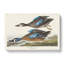 Blue-Winged Teal Ducks by John Audubon - Wrapped Canvas-55304534