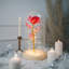 Cloche Or Water Globe-1360299749