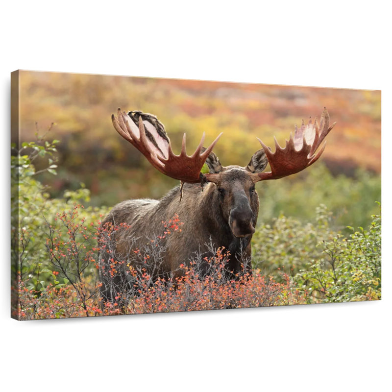 Brampt Denali Bull Moose, 32" H x 48" W