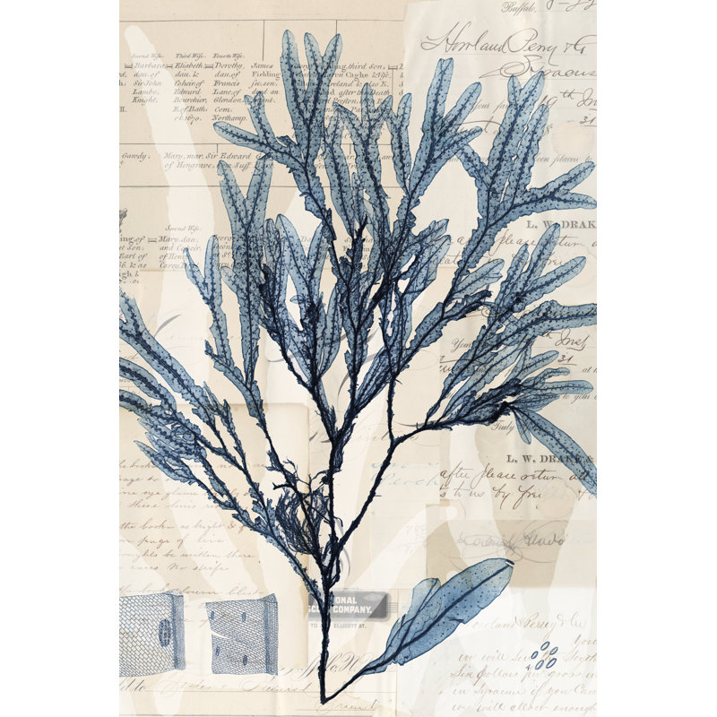 Seaweed Arrangement I by Vision Studio - Print on Canvas, Wrapped Canvas, 91cm H x 61cm W