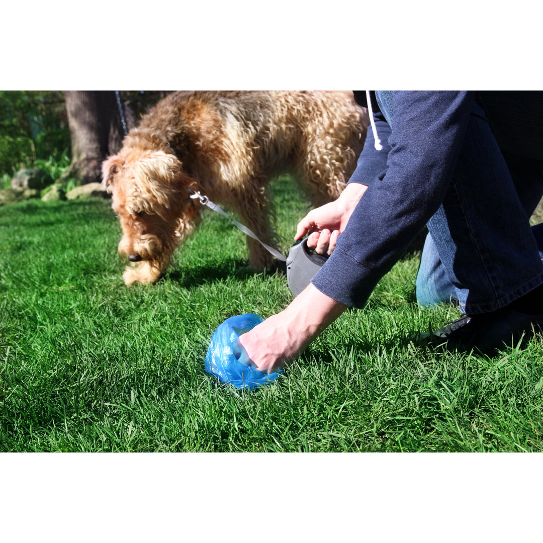 Leinwandbild Mann beim Aufsammeln / Reinigen von Hundekot