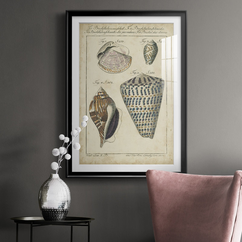 Étude de coquillage rétro II, impression sur papier, Cadre noir, H 36,5 po x l 26,5 po x P 1 po