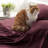 Bedsure Polyester Microfiber Sheet Set Hotel Luxury Sheets, Easy Care Cooling Bed Sheet Set 84GSM(89" x 101") GentleSoft™️-113212601-113212622