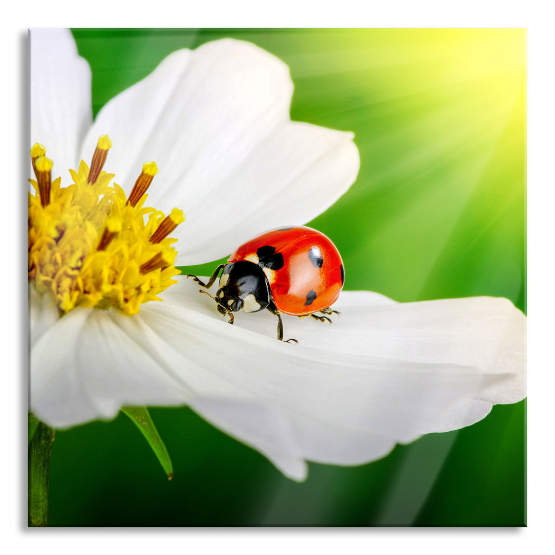 Ungerahmtes Foto auf Glas "Marienkäfer auf einer weißen Blume"