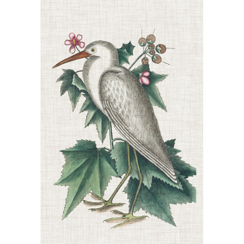 Catesby Heron III by Mark Catesby - Wrapped Canvas Painting, 91cm H x 61cm W