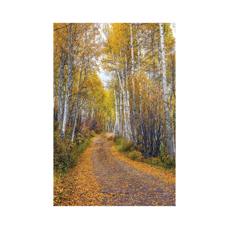 Automne à Aspen, Colorado, H 26 po x l 18 po x 1,5 po