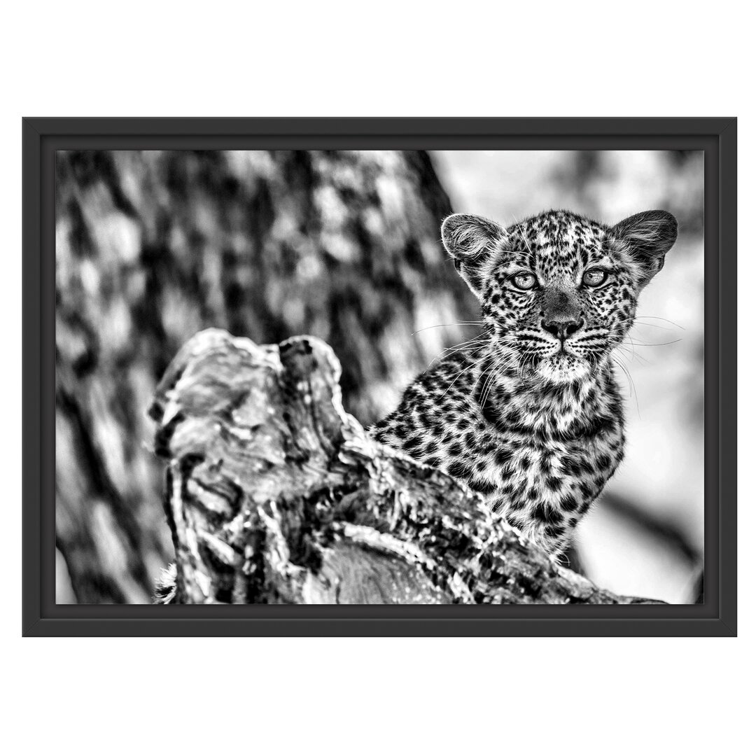 Gerahmtes Wandbild Leopardjunges auf Baum