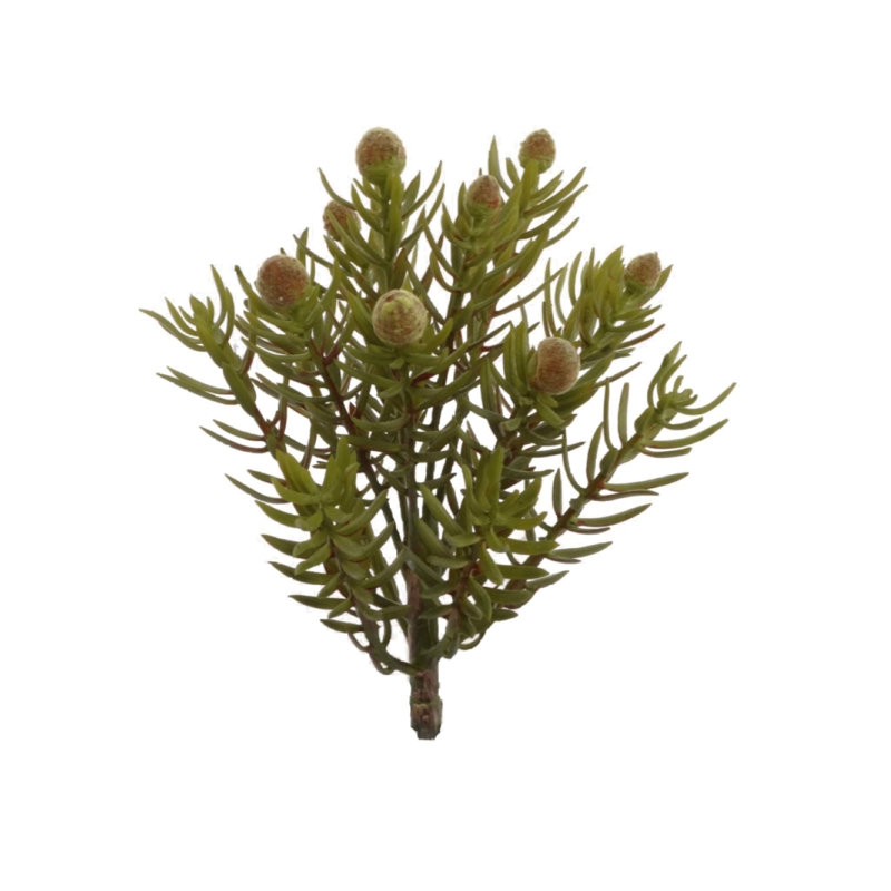 Plante grasse de 7 po de hauteur