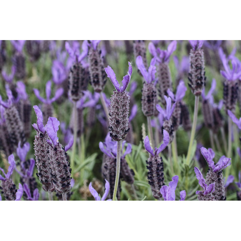 Lavandula Stoechas by Whiteway - Wrapped Canvas Print, 81cm H x 122cm W x 3.8cm D