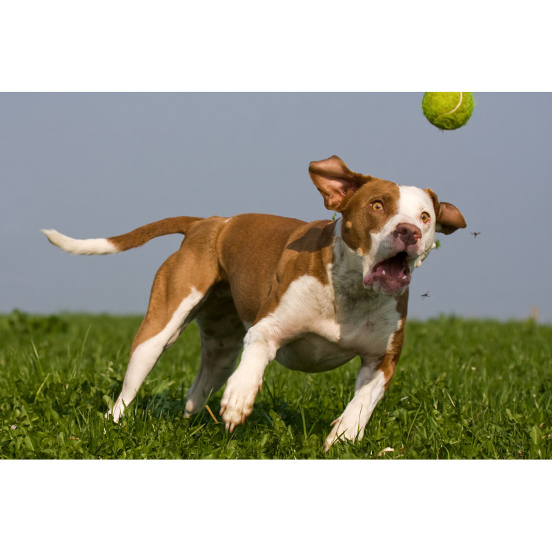 Polly Dog - Wrapped Canvas Print, 61 cm H x 91 cm W x 3.8 cm D