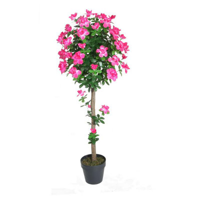 Arbre à fleurs 4,5 'Azalea