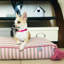 Lit pour animaux en coton Crin-890910616