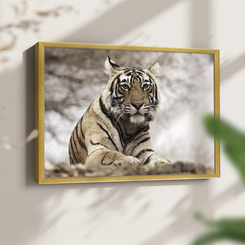 Royal Bengal Tiger -Framed Print - Restickable, 8" H x 10" W, Gold