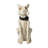 20.50"H Ligted Halloween Lighted MGO Skeleton Dog Porch Decor With Timer