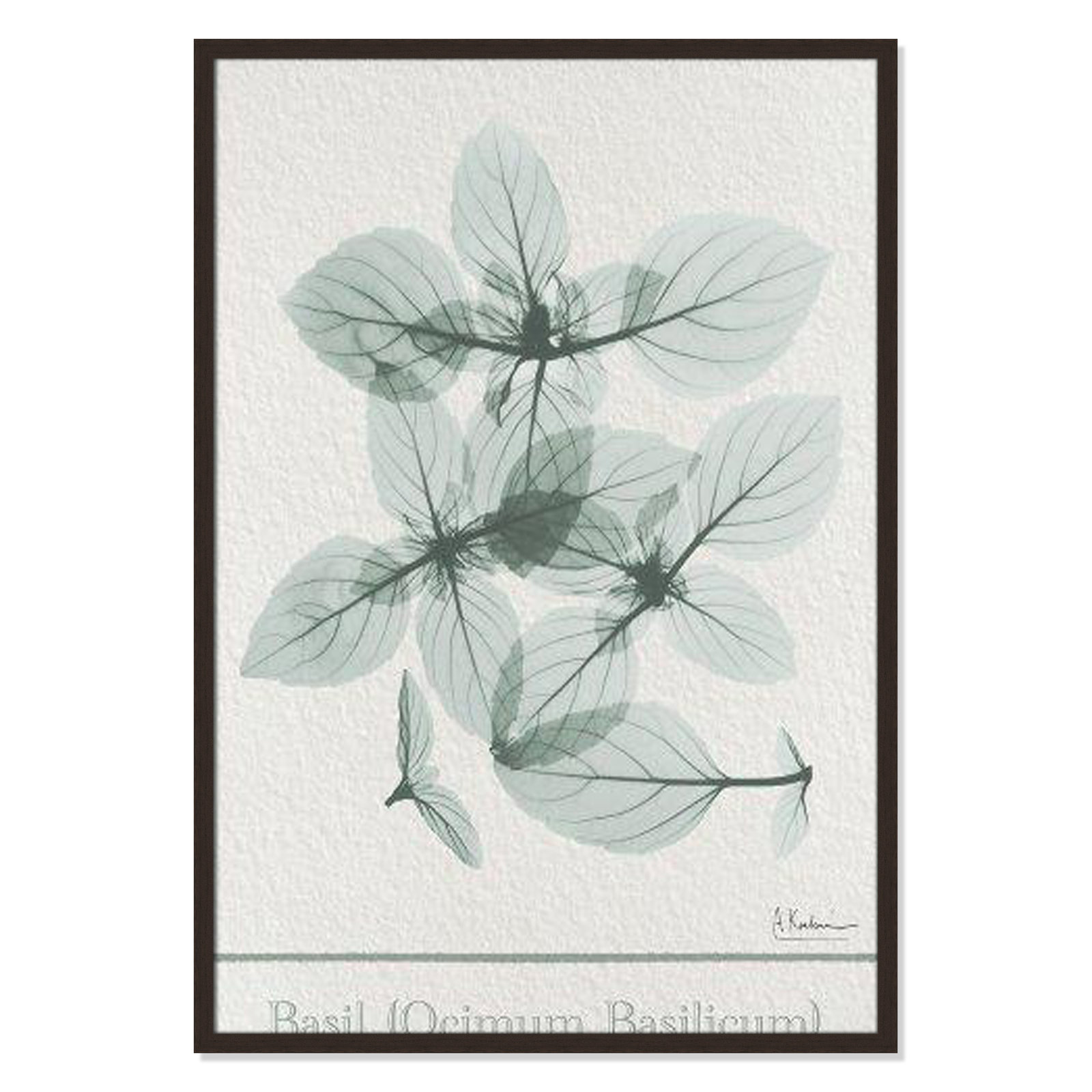 Jeanette "Basil Ocimum Basilicum" Painting, 41.5" H x 29.5" W x 1.25" D, Open Grain Walnut Framed Paper