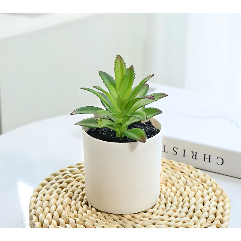 Plante grasse 5,51 po