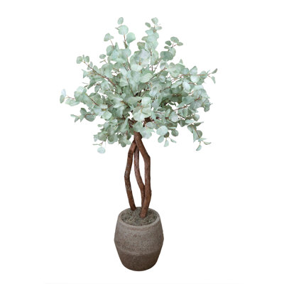 Eucalyptus argenté en pot de pierre