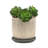 Lorice Stoneware and Ceramic Saucer Planters - Durable, Stylish Design - Set of 2-1646729356-1681686426-1681686423