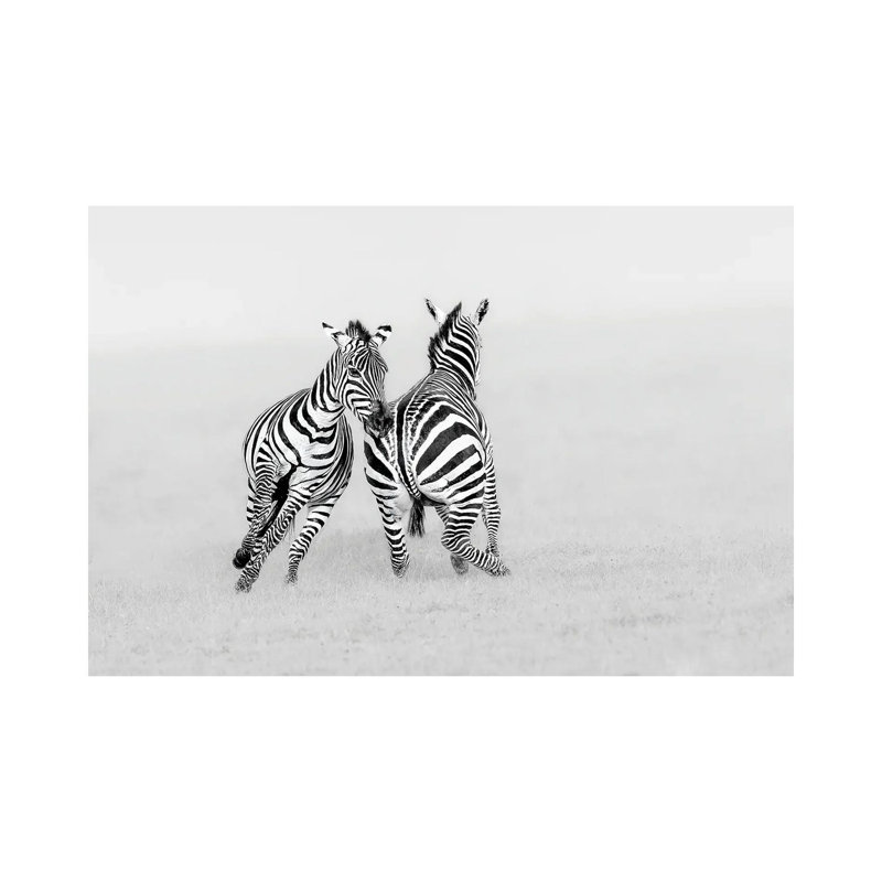 Playing Or Fighting? by Jun Zuo - Wrapped Canvas Print, 20.32 cm H x 30.48 cm W