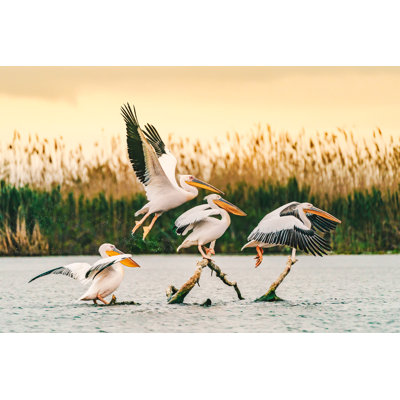 Pelicans in the Danube Delta par Calin Stan - Photographie sur toile tendue