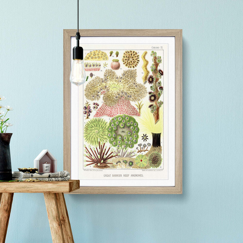 Great Barrier Reef Anemones by W. Saville-Kent - Framed Print, 36cm H x 27cm W x 2cm D, Oak Framed